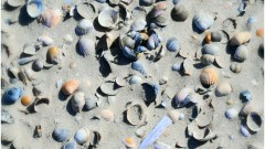 Meer_Muscheln