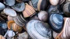 Muscheln